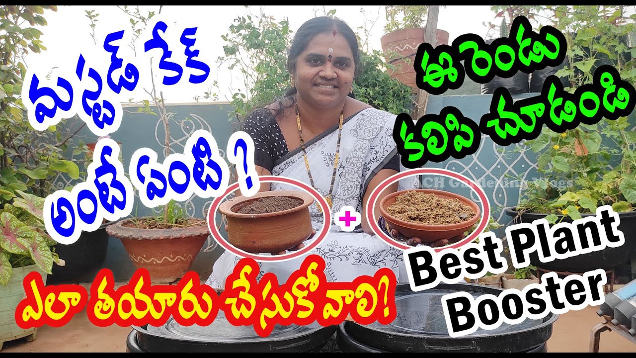 How to use Mustard Cake in Garden | మస్టర్డ్ కేక్ ఫర్టిలైజర్ | Benefits of Mustard Cake for plants