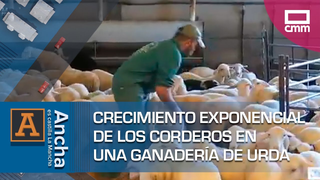 Crecimiento exponencial de los corderos en una ganadería de Urda (Toledo)
