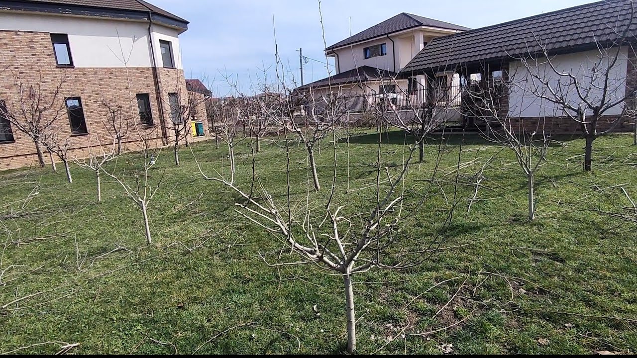 Încă o livada pe care o întrețin cu lucrări de taiere ,este al doilea an în care intervin🪚✂️✅