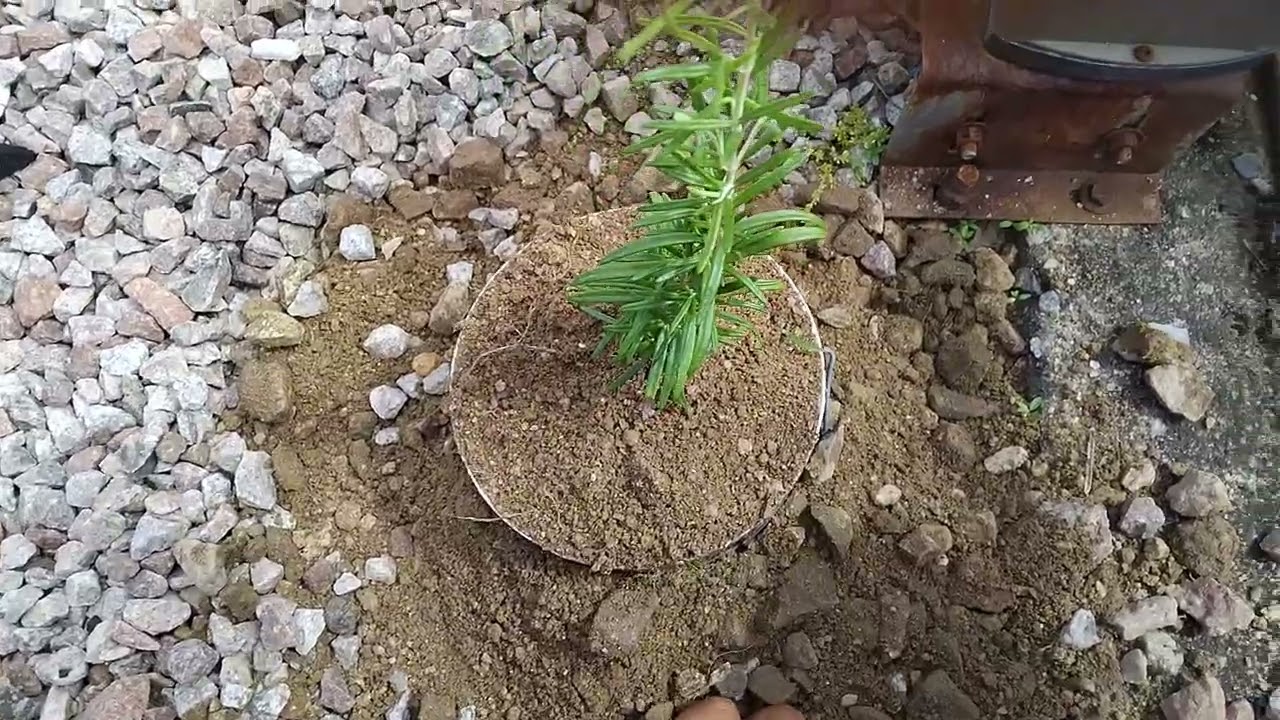 Plantando muda de alecrim.