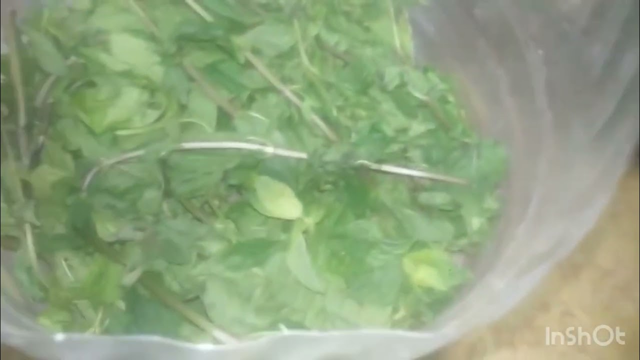 زراعه النعناع والبصل