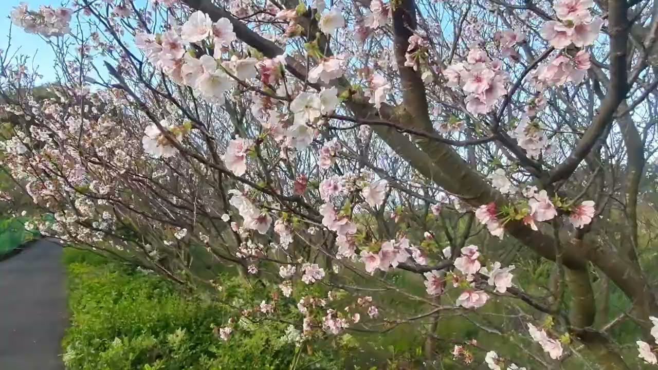 1150315頂湖福德宮的墨染櫻.2