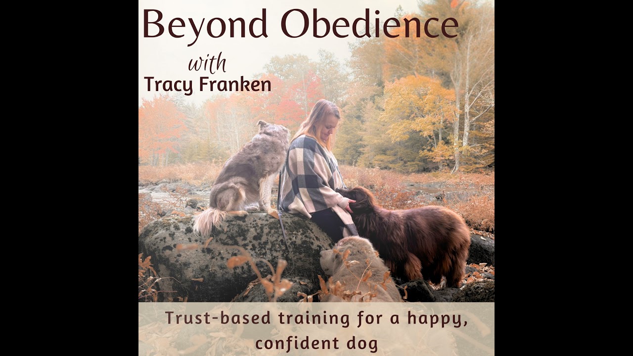 175 | You Love Your Dog—So Why Isn’t He Listening?