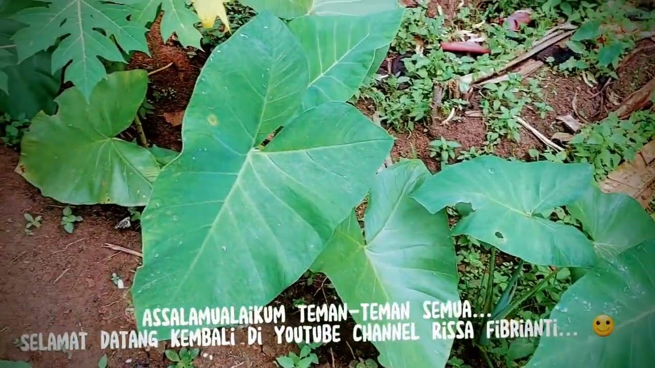 RISSA PUNYA STOK BIBIT BUNGGA ZINNIA TINGGAL SEDIKIT LANJUT BERSIH BERSIH HALAMAN BELAKANG RUMAH!!