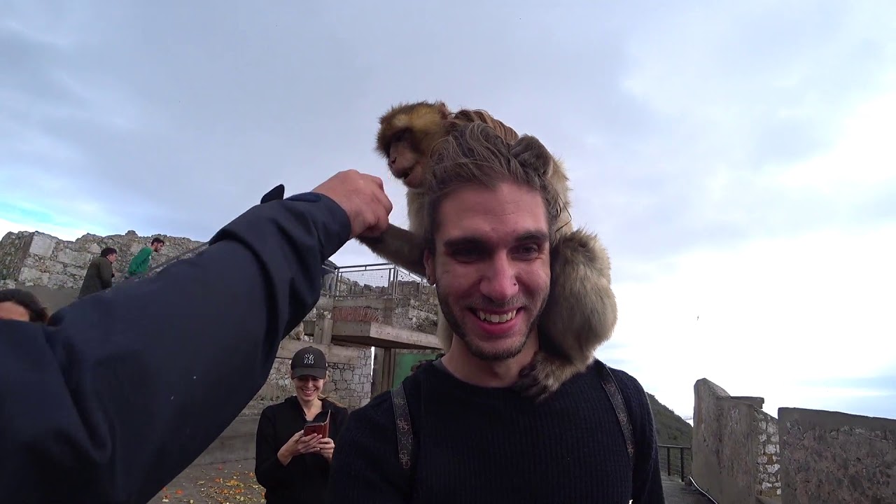 Gibraltar Monkies ATTACK!