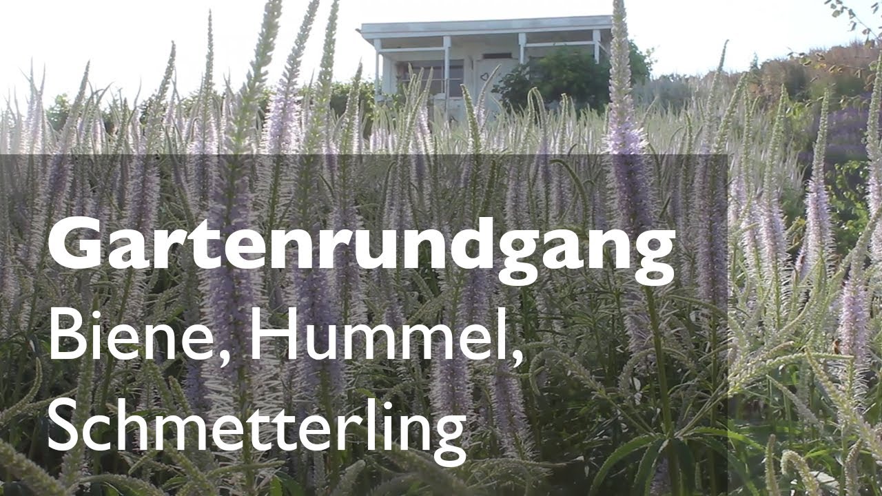 Gartenrundgang im Juni: Biene - Hummel - Schmetterling