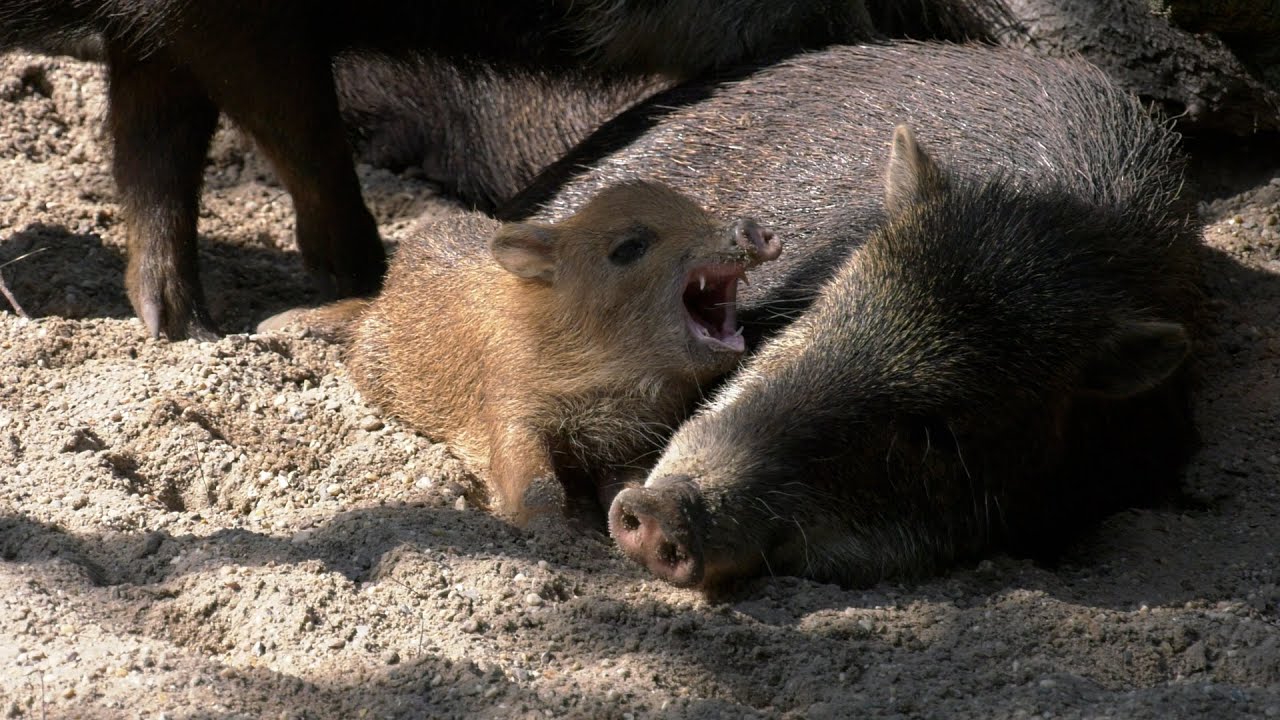 Tiernachwuchs im Zoo Berlin - Baby animals at Zoo Berlin