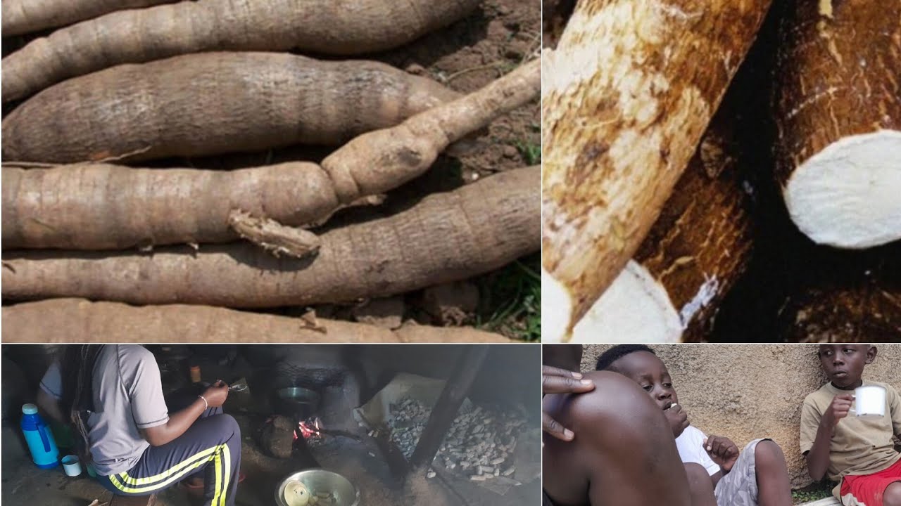 How to prepare cassava from the farm to the table in an African home.