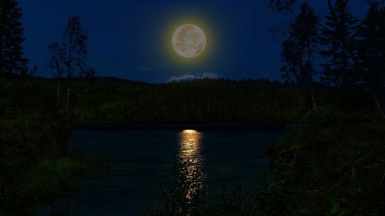 Quiet night by the lake, Night insects, frogs in the forest - 8 Hours of relaxing sounds