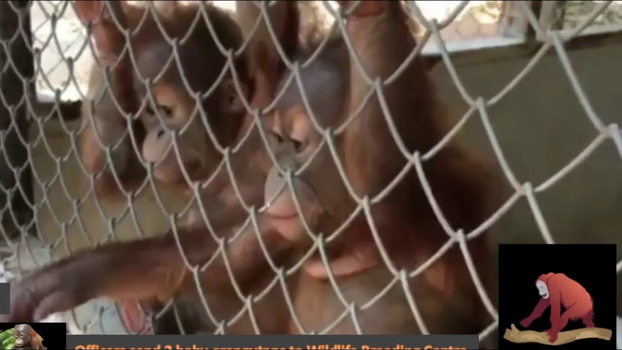 Orangutan babies rescued by the police are finally sent to a rehabilitation center (UPDATE)