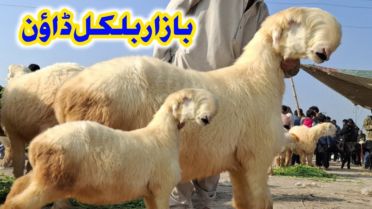 ناڑی فارم منڈی میں مندری بھیڑوں کی بازار بلکل ڈاؤن وپاری پریشان رمضان المبارک میں سستی خریداری کرلیں