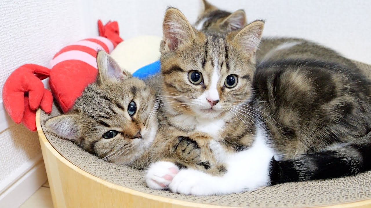 Adorable time for sibling cats to make out...
