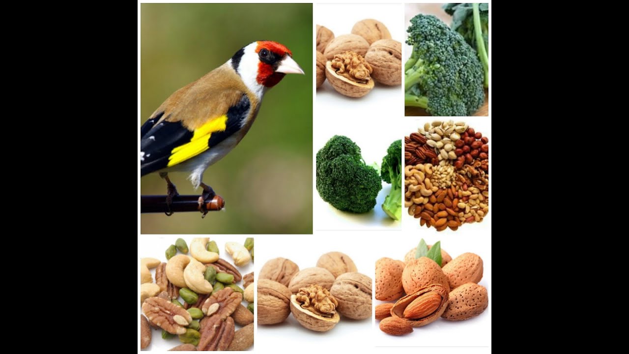 BROCOLI  تربية الحسون التغذية المفيدة مثل البروكولي واللوز ELEVAGE CHARDONNERET: LA NOIX ET LE