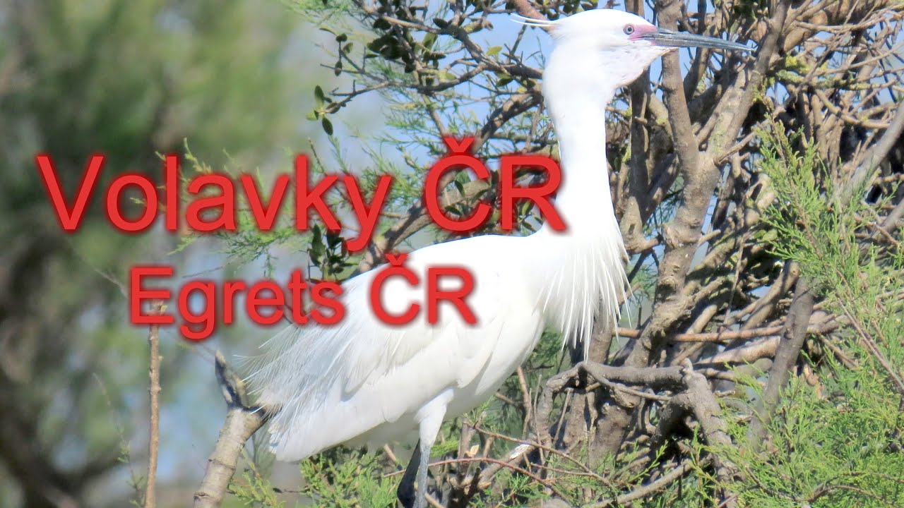 Volavky ČR, Egrets ČR,  #egrets #birds #birdwatching  2004.