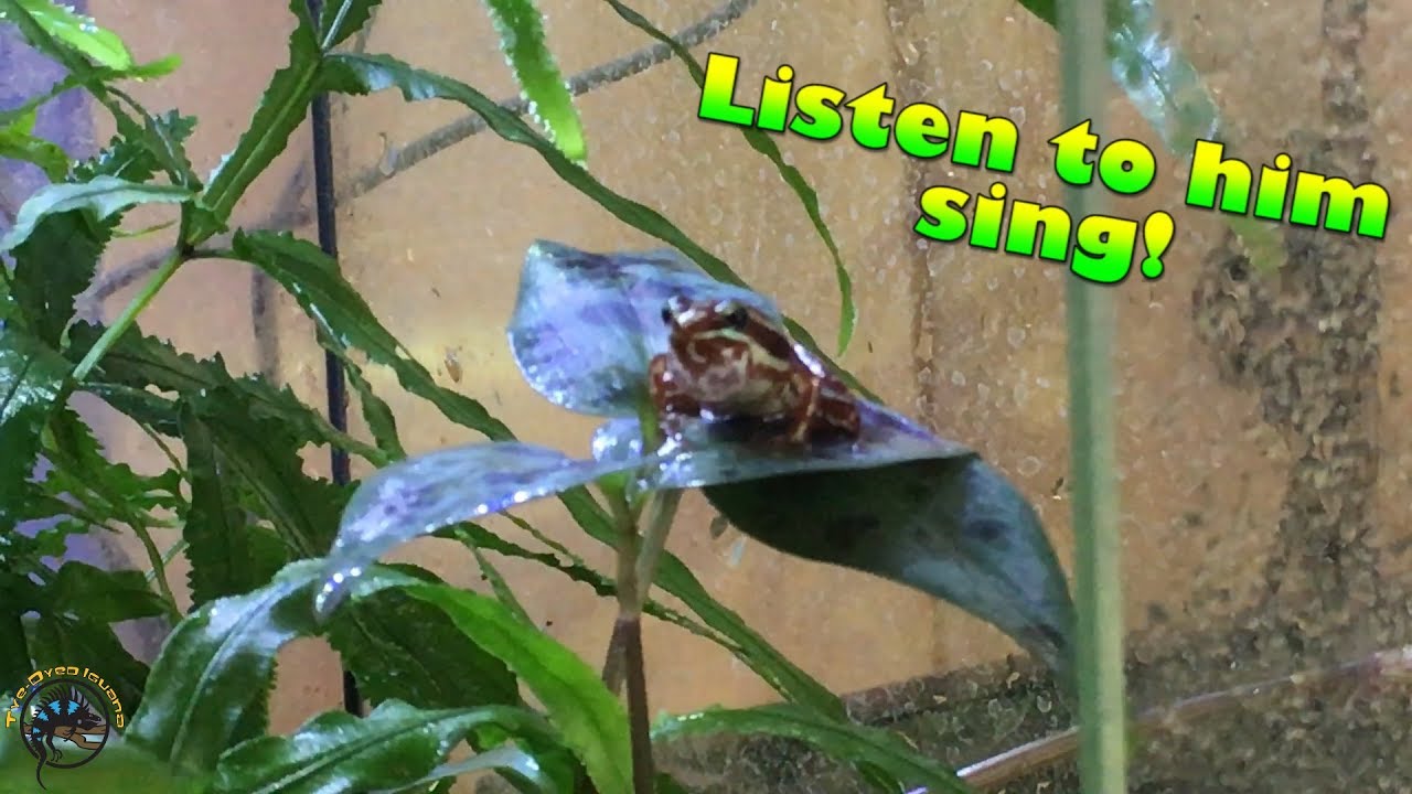 Anthony's Dart Frogs (Epipedobates anthonyi) Sing Their Hearts Out!