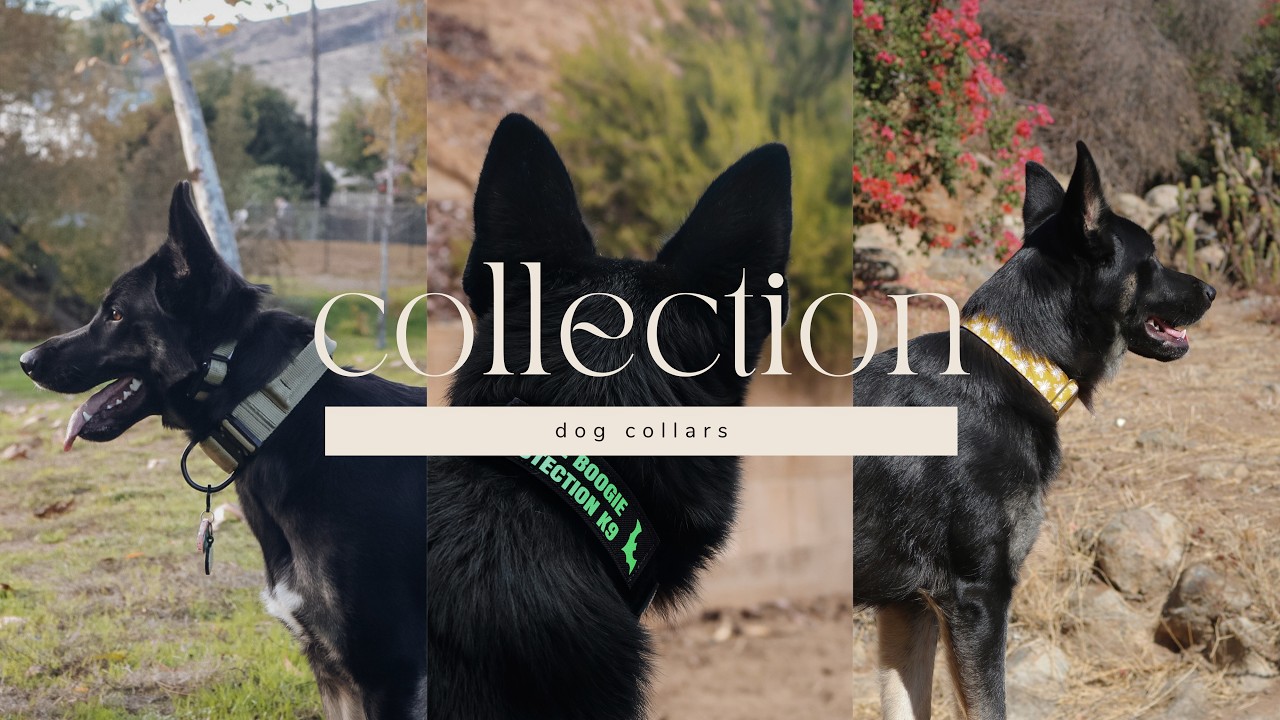 Dog Collar Collection - Dog Gear