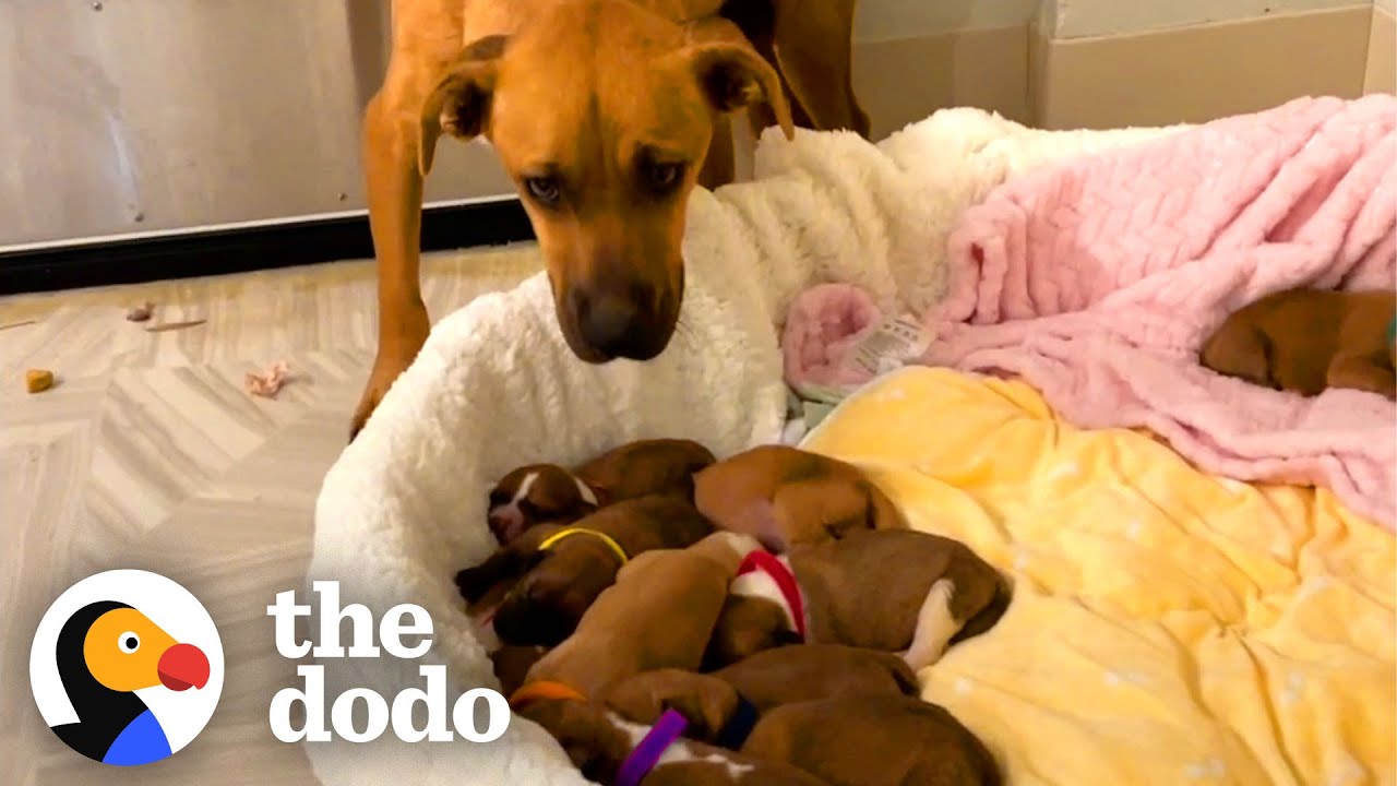 Scared Mama Dog With 14 Puppies Slowly Begins To Trust Her Rescuers | The Dodo