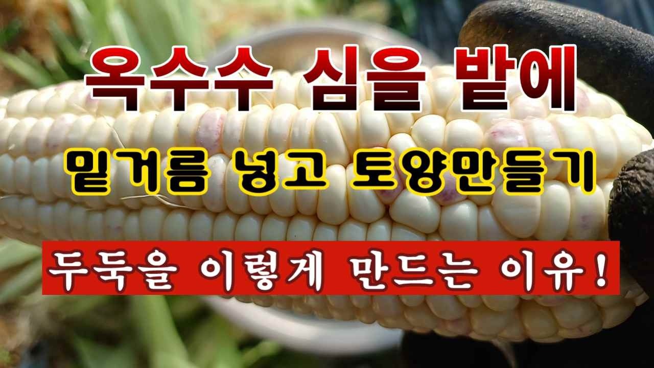 [텃밭농부 2,191]  옥수수 심을 밭에 밑거름 넣고 두둑을 이렇게 만드는 이유! #옥수수재배