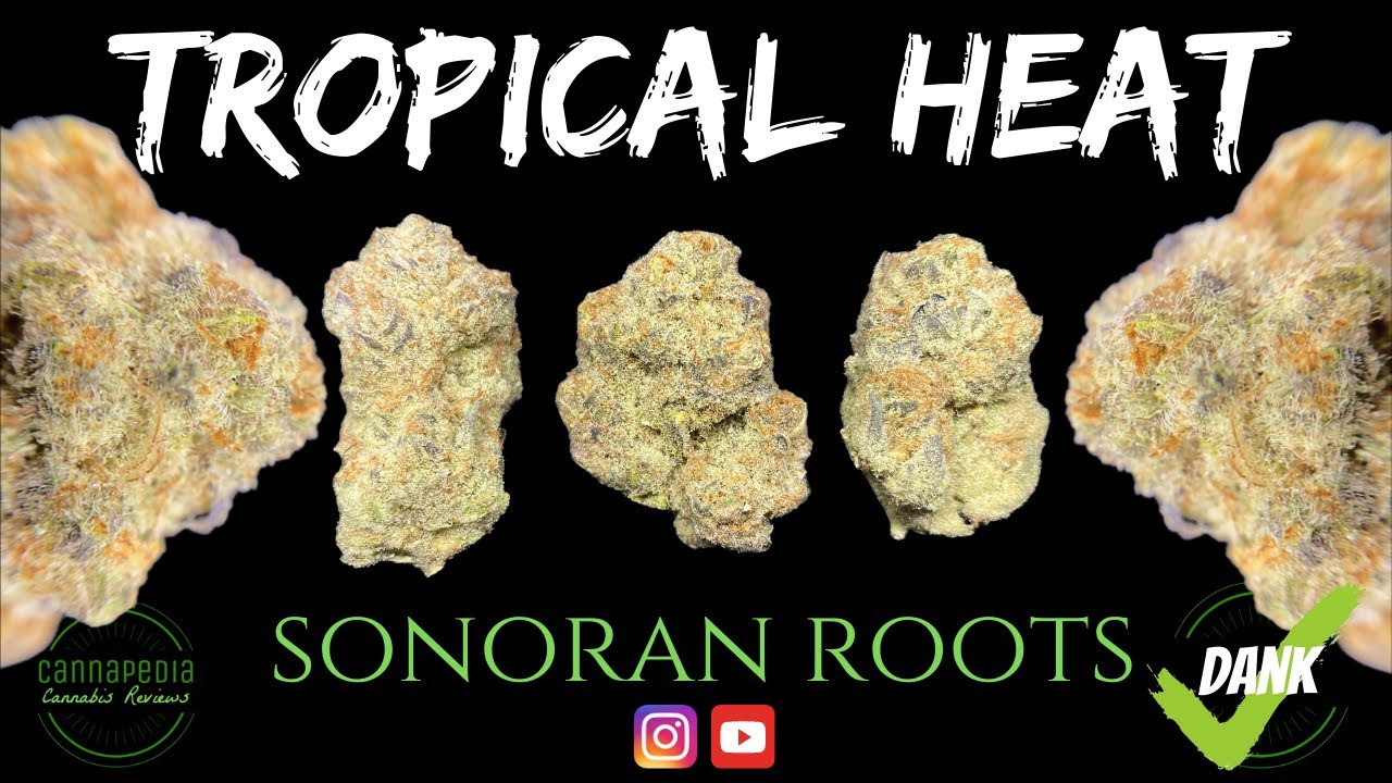 Tropical Heat Strain Review - Sonoran Roots - Cannapedia