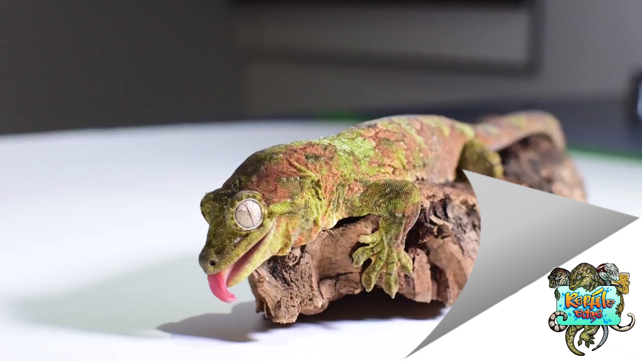 How to Photograph Reptiles