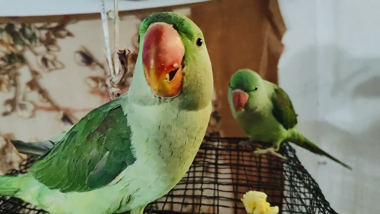 #Mitthu# Mitthu#🌺🦜🦜🦜 Mitthu #viral video#🙏🙏💐🦜🦜🦜🦜💐🙏🙏