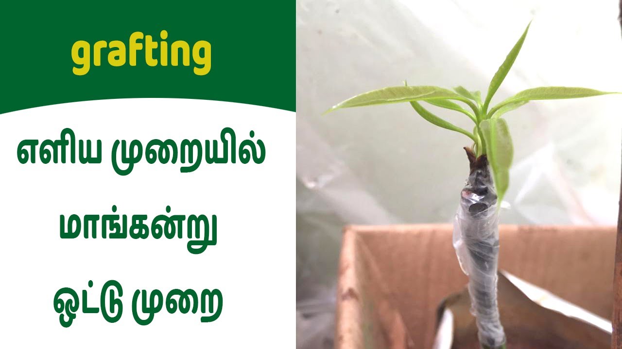 ஒட்டு முறையில் 6  மாதத்தில் மாங்கனி பறிக்க முடியுமா | How to Graft Mango Tree | Tamil 10K Views