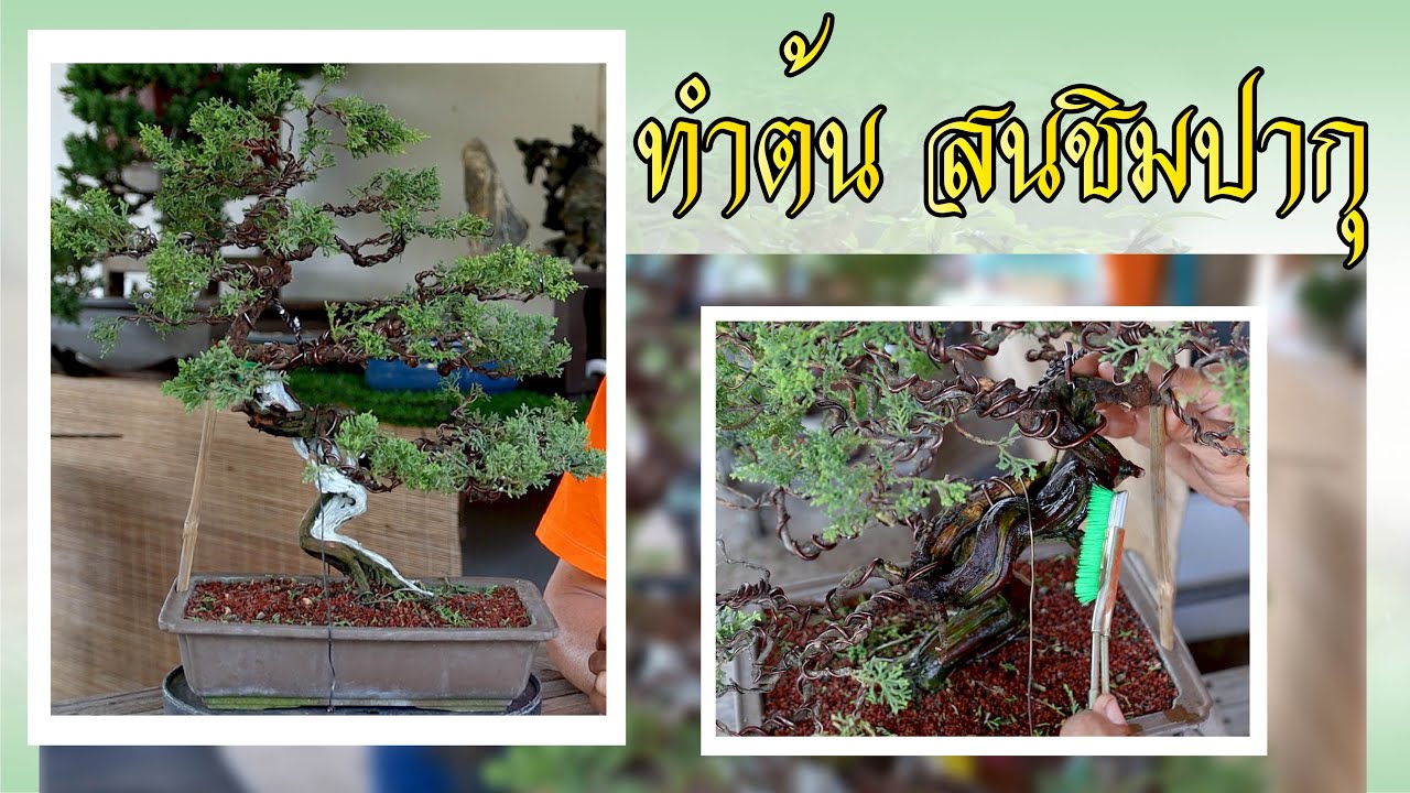 Bonsai Station [Workshop Station] EP.38 ทำต้น สนชิมปากุ