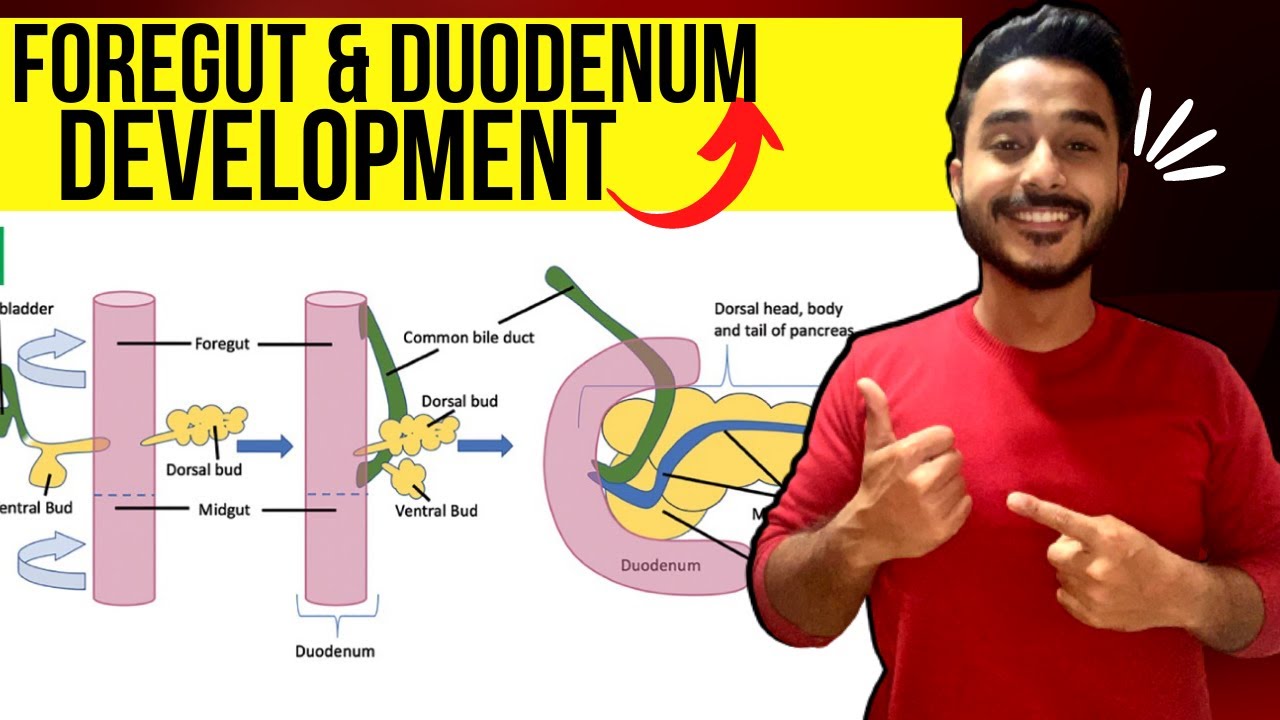 duodenum development embryology | foregut development embryology