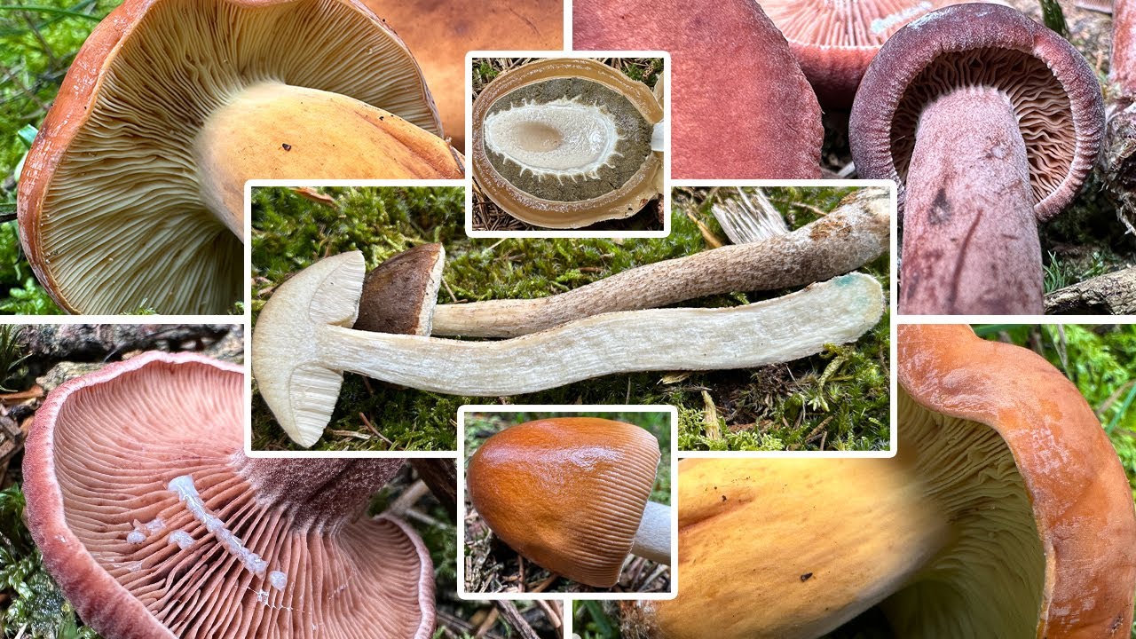 Pilze sammeln im August | 23.08.2025 | Seltener Birkenpilz & neues Milchbrätlingshabitat