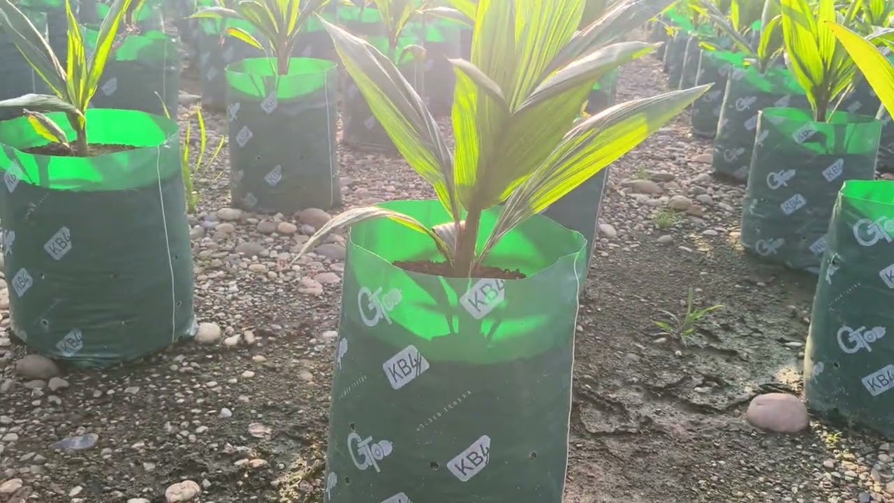 อัปเดตต้นกล้าทั้งแปลง ณ วันที่ 20/10/68