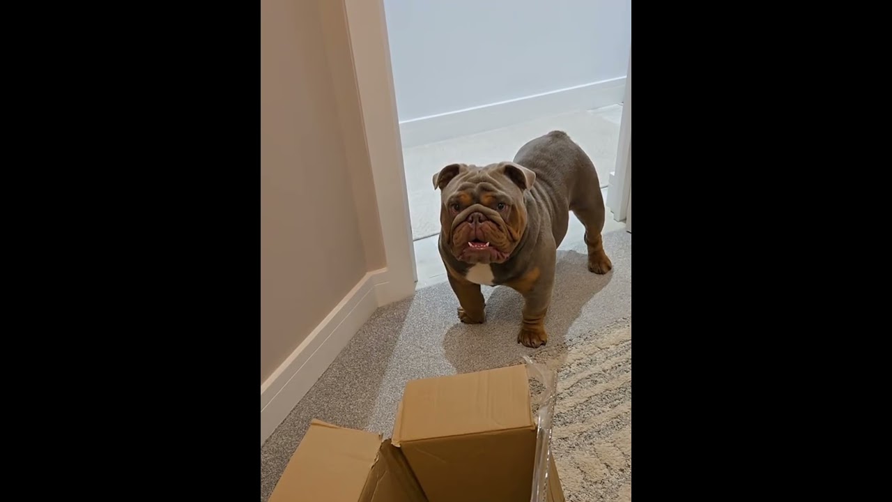 Some bulldogs with attitude.😛🤣