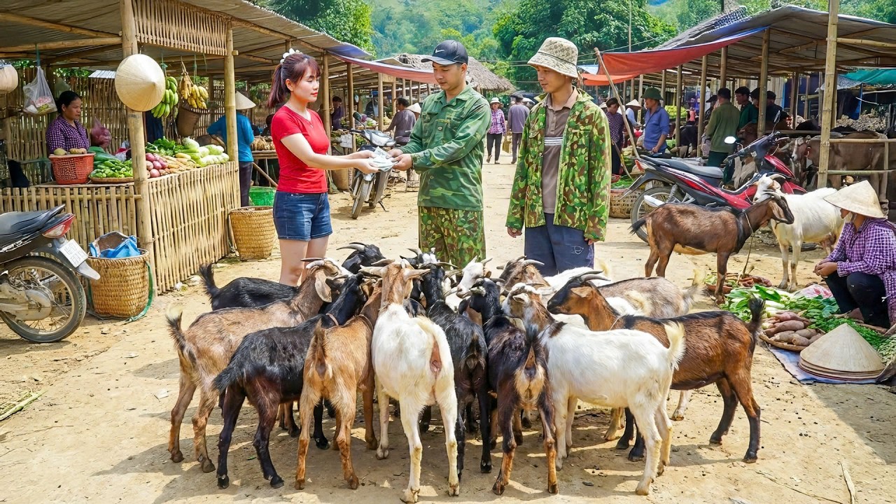 Timelapse - 1 Year Raising Goats &rarr; Huge Selling Day | Bamboo Supports Fallen Sugarcane