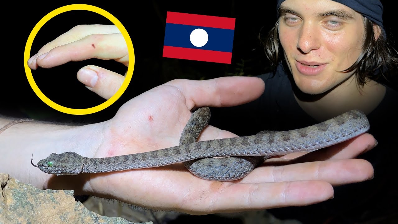Укушенный гремучей змеей. Herping Laos, эпизод 1