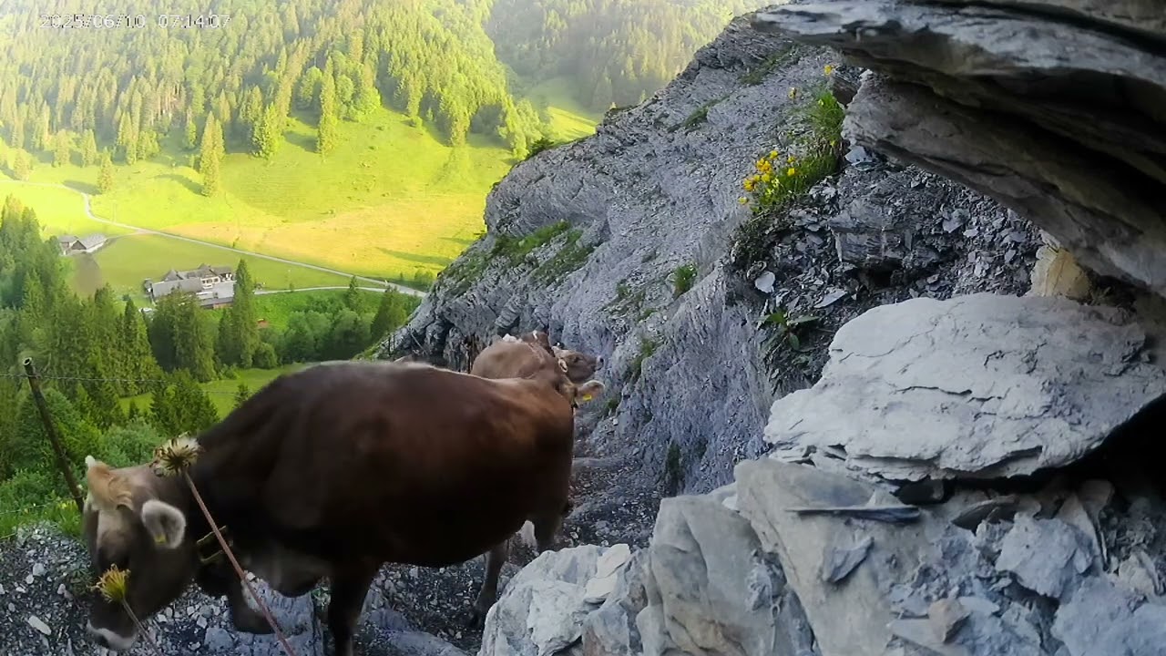 Alp Scheubs 1/2025 (Alpfahrt)