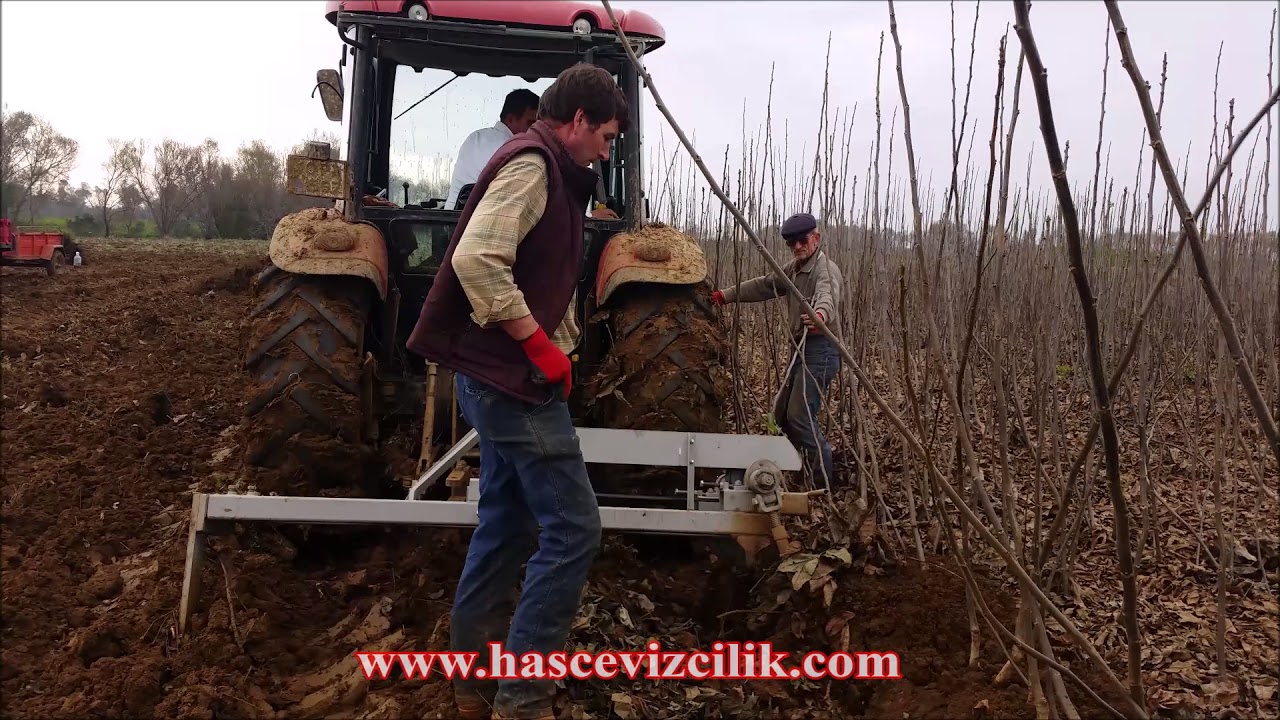 CEVİZ FİDANI S&Ouml;K&Uuml;M&Uuml; - AŞILI CEVİZ FİDANI S&Ouml;K&Uuml;M&Uuml; - HAS CEVİZCİLİK