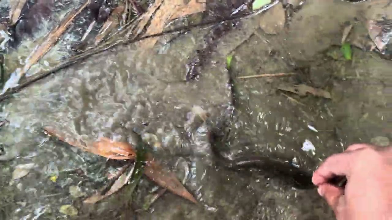 কত মাছ 🙄 সকাল সকাল উজাইয়া মাছ পাইলাম village fishing
