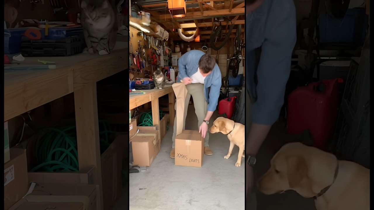 The Moment a Giant Snake Leaps From the Box &ndash; You Won&rsquo;t Believe the Dog&rsquo;s Reaction!