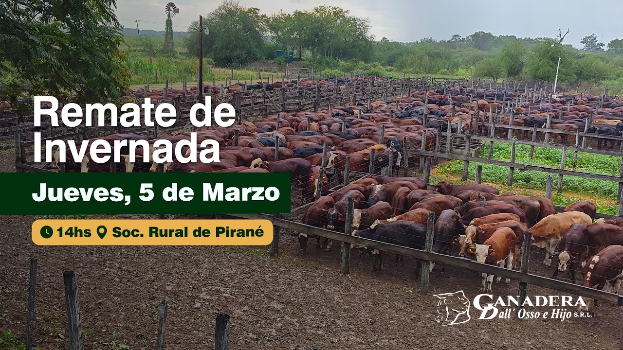 Remate de Invernada en Soc. Rural de Pirané | 5 de Marzo, 2026