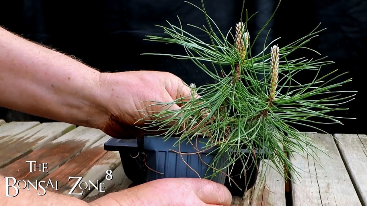 The First Steps of a Long Journey, Part 4, The Bonsai Zone, April 2021