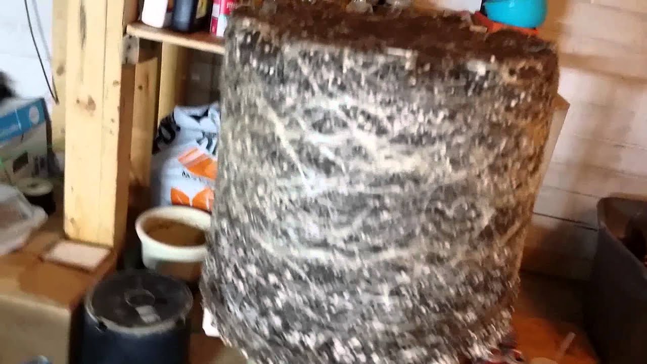 Root Porn : Purple Chem Og