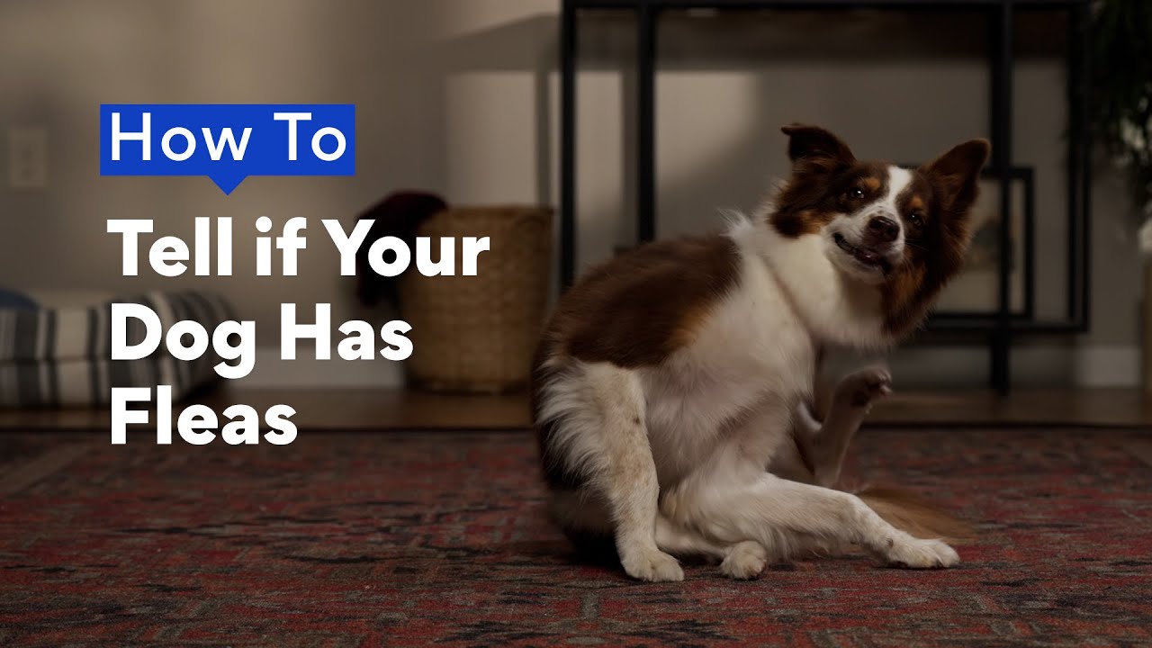 How To Tell if Your Dog Has Fleas | Chewtorials