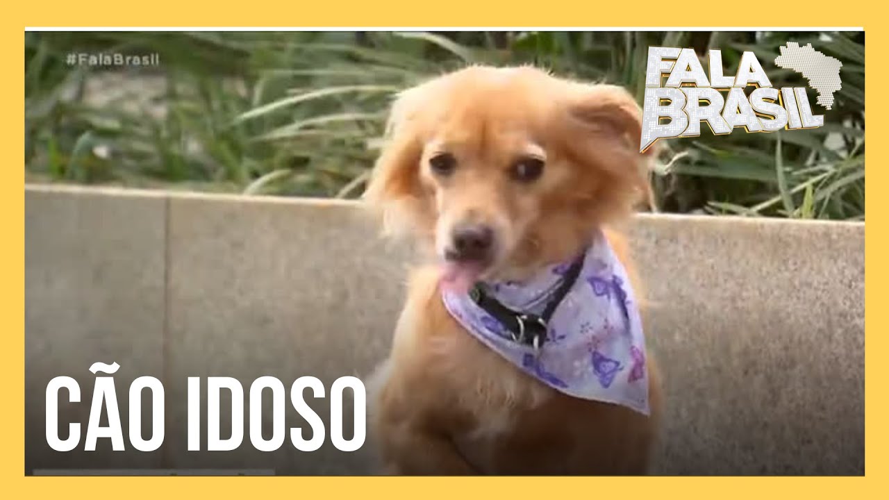 SOS Pet explica por que adotar um c&atilde;o idoso