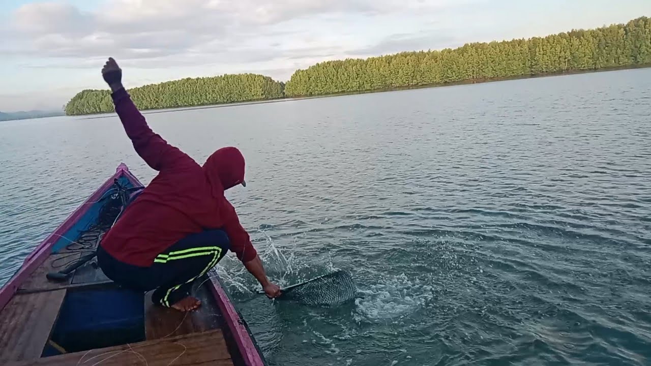 KAGET TERNYATA BARRAMUNDI BESAR