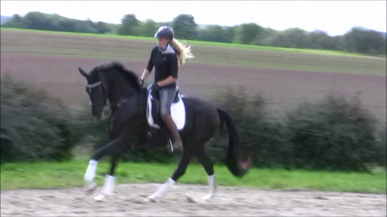 Santo Domingo III GE, San Amour x Fürst Heinrich, Wallach, *2015