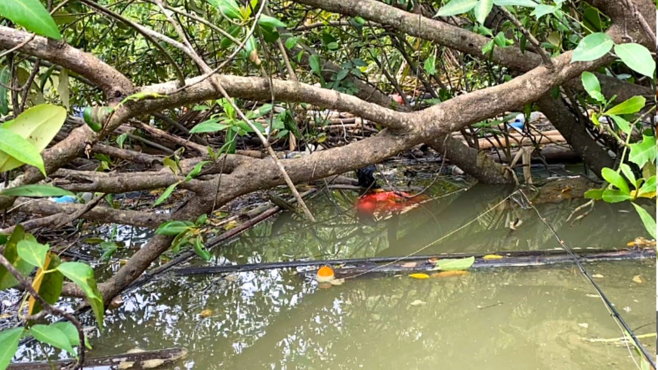 Sarang ikan berbiak! Mancing kakap putih tepat di sarang nya