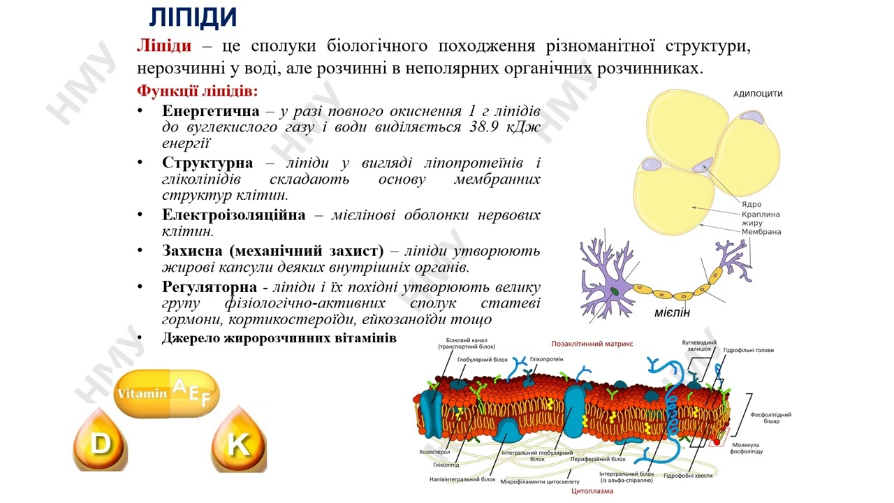 1 курс Лекція  Вищі жирні кислоти, триацилгліцероли та фосфоліпіди