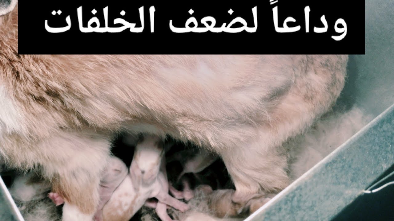 وداعاً لضعف الخلفات من اليوم بعد هذه الطريقة دى نفذها عندك مجربه مع كل الأرانب 💯💯💯💯✔️✔️✔️