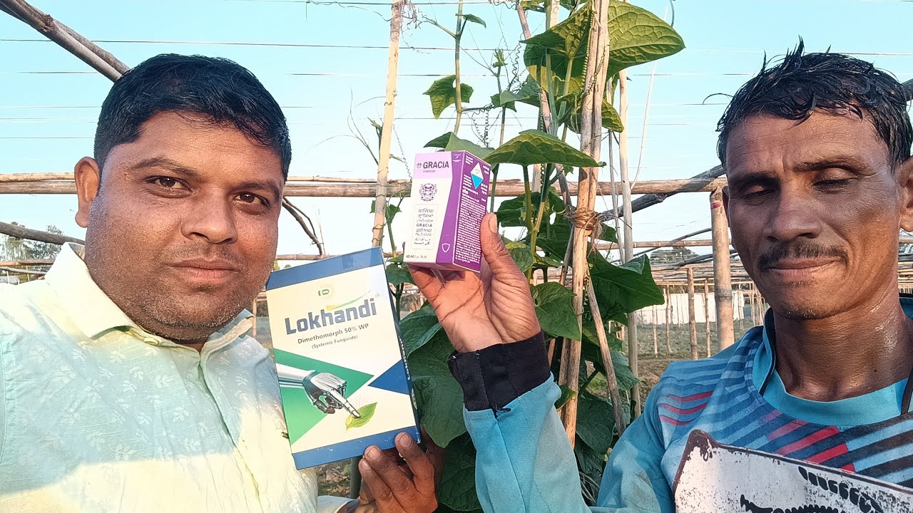  স্কোৱাছ খেতি । জানোৱাৰী- ফেব্ৰুৱাৰী মাহত আৰম্ভ কৰিলে প্ৰচুৰ ফলন পাব। গছৰ পাত হালধীয়া কোচখোৱা হ'লে.