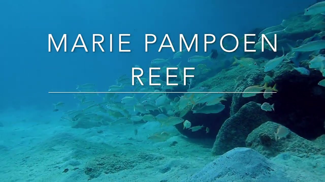 DIVE CURACAO 2023: MARIE PAMPOEN REEF