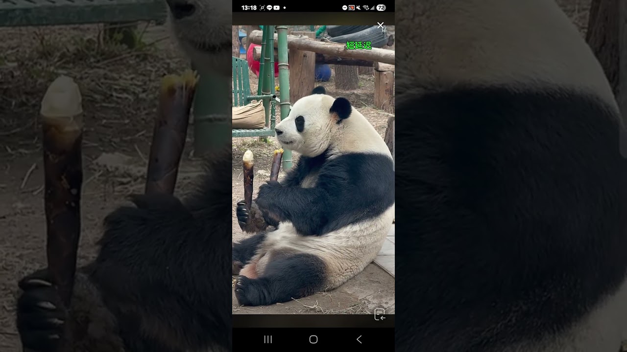 阿三看熊貓錄頻分享🐼 3月17號 小萌蘭吃播時間 下午1點加餐